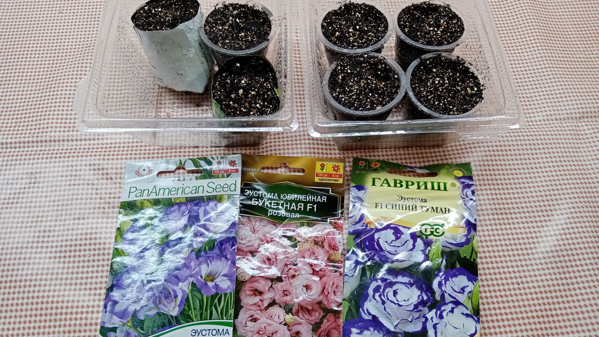 ПОСЕВ ЭУСТОМЫ НА РАССАДУ В ДОМАШНИХ УСЛОВИЯХ.