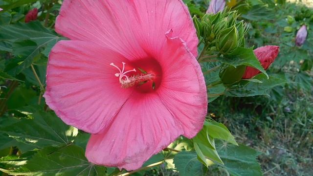 ВИДЕО  ПВН  ББ   (901)