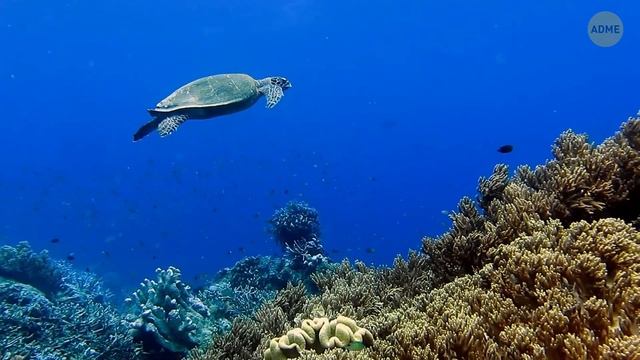 Полюса меняются! Что произойдёт с планетой?