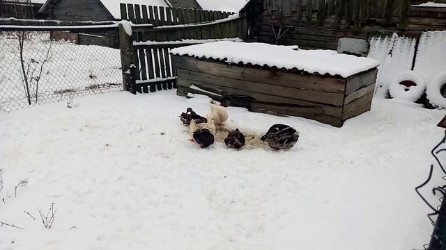 утки радуются гулять и чистится по первому снегу