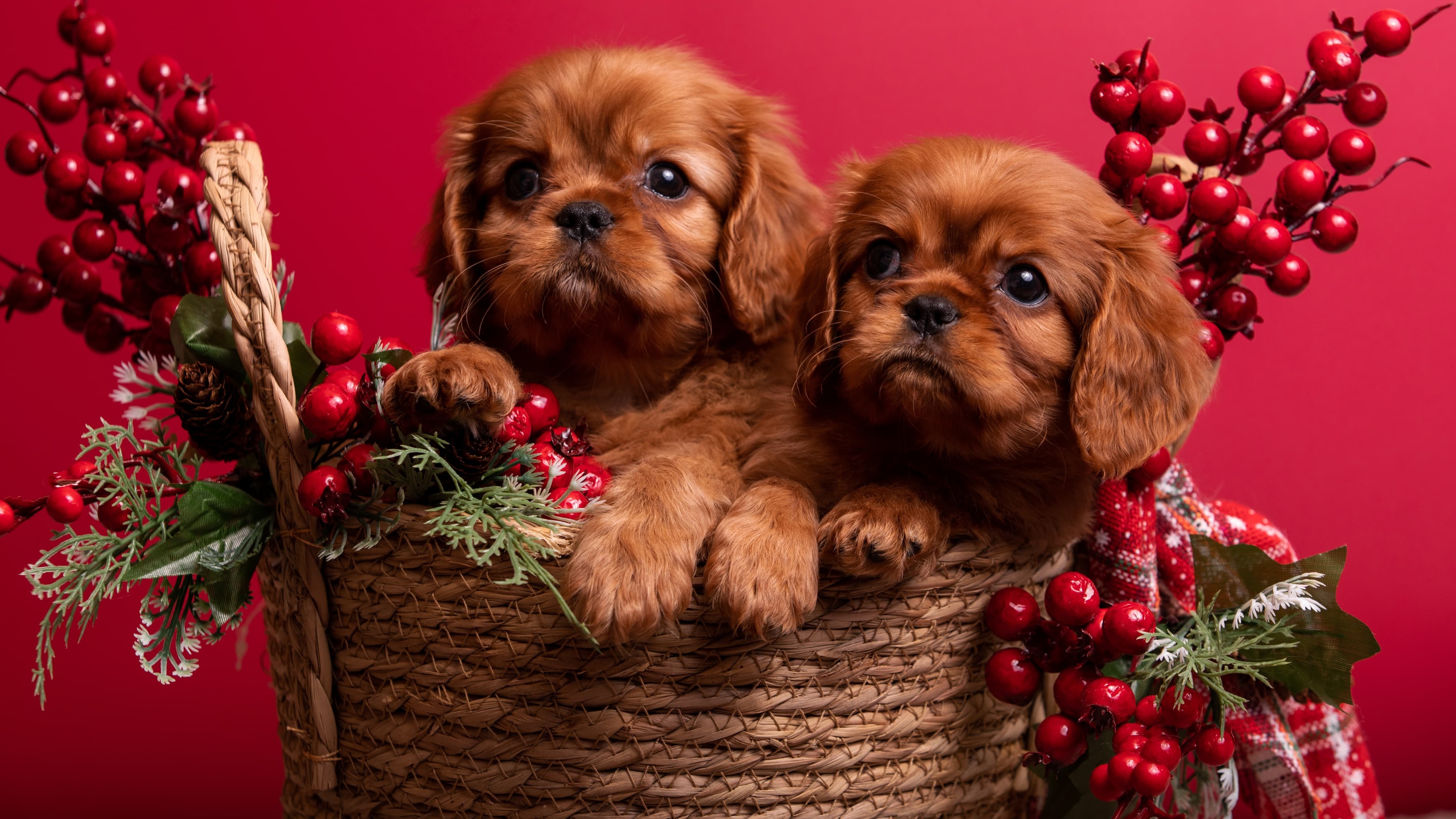 📞+7 985 233-21-20 Щенки Кавалер Кинг Чарльз спаниель 🐶