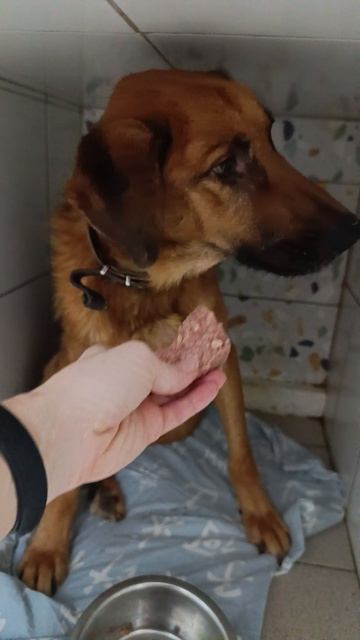 Рыжий опять беда