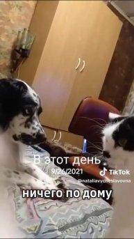 Как кошка с собакой...)))