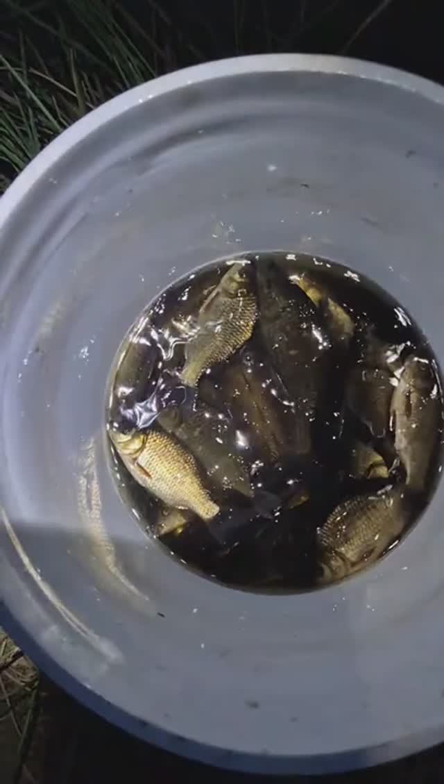 зарыбление водоёма🐟🐟🐟