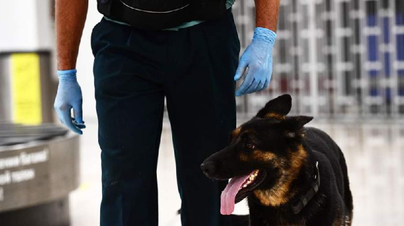 В ФТС рассказали о нелегальных гостинцах в багажах россиян