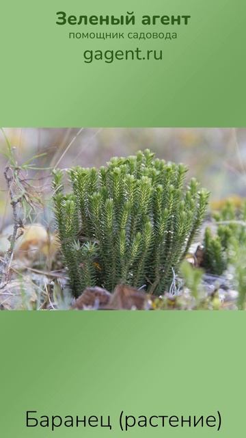 Баранец (растение) - Зеленый Агент