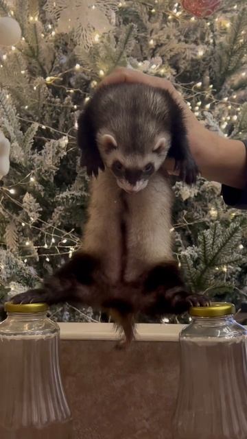 Хорек Ван Дам