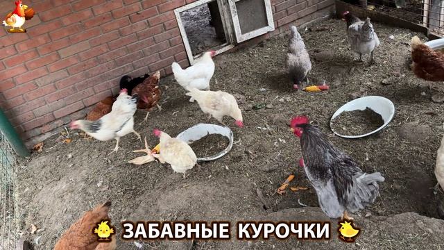 Забавные курочки несушки на сельском подворье 🤗😂😜 (50)