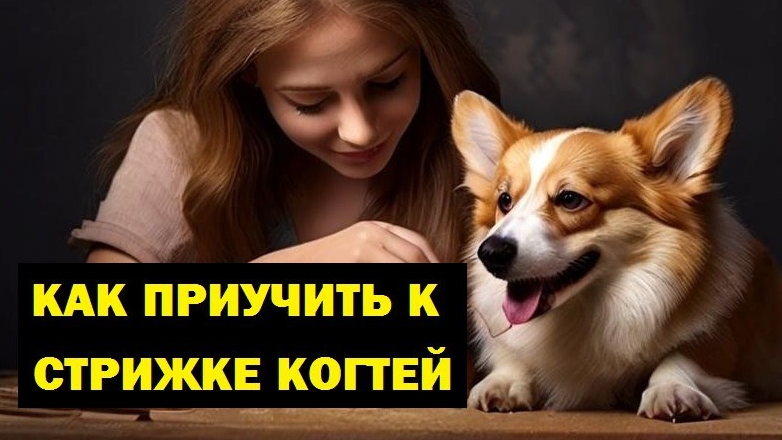 Как приучить собаку стричь когти