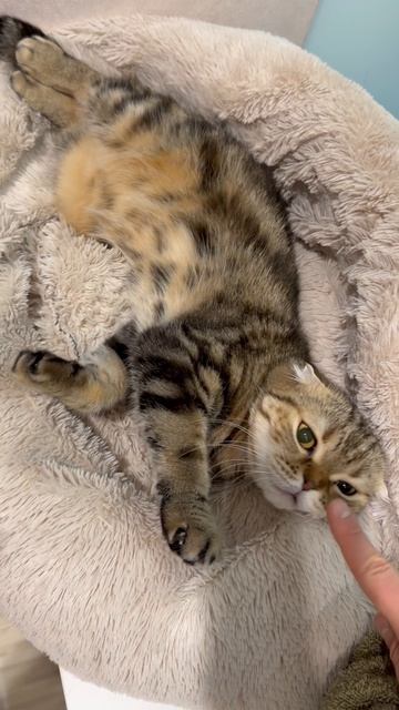 Милая шотландская вислоухая кошечка 🐱