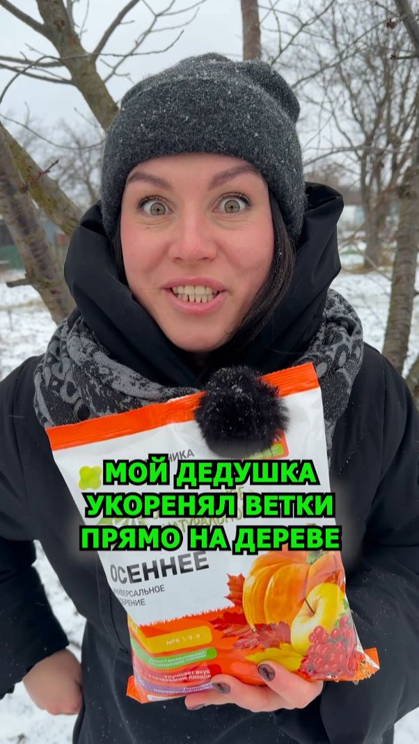 Дедушка укоренял ветки ПРЯМО НА ДЕРЕВЕ