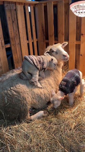 Мама-овечка - тренажер для малышей!