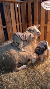 Мама-овечка - тренажер для малышей!