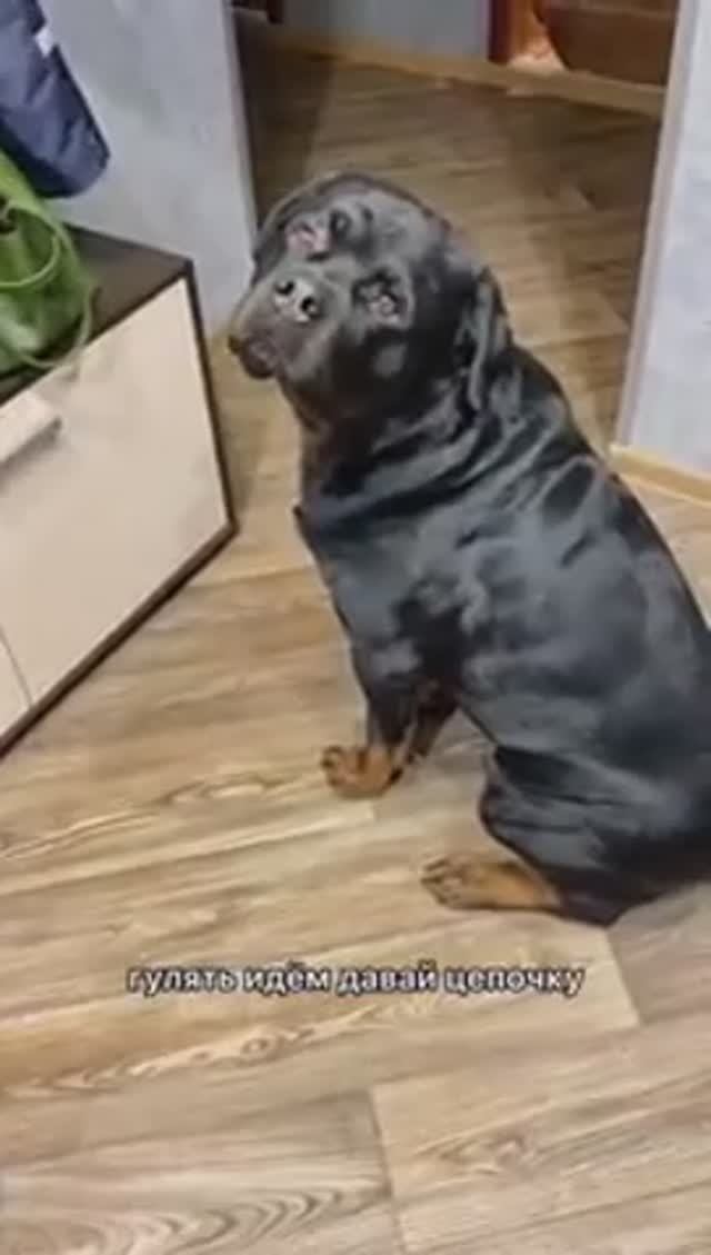 Наш Ганс самостоятельно собирается на прогулку, умница! 🐈⬛