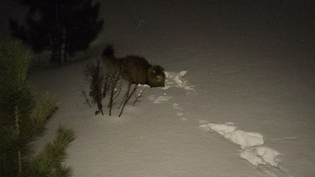 VID_20251214_180534.mp4