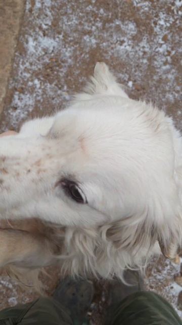 #собака подпиши пожалуйста 🙏