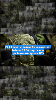 РИА Новости: собака Ешка помогает бойцам ВС РФ определять приближение дронов ВСУ