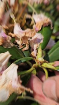 Удаление отцветших соцветий у вечнозеленых рододендронов