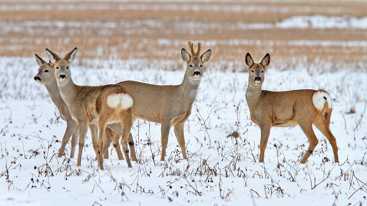 ОХОТА НА СИБИРСКУЮ КОСУЛЮ / ДОБЫЛИ КОСУЛЮ / ЗАГОННАЯ ОХОТА