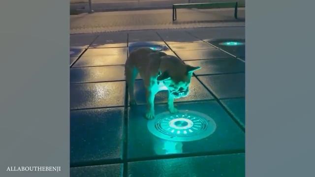 Собаки против воды😄Сборник самых смешных собак с играющих водой