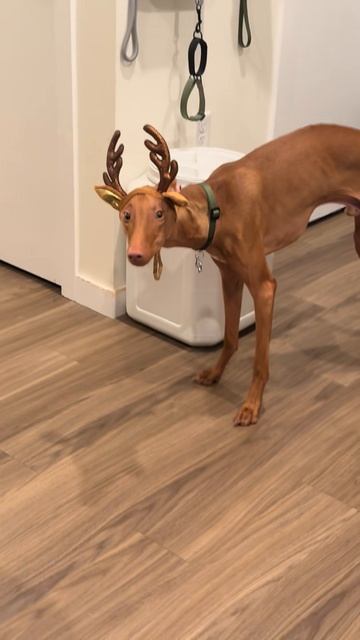 #приколы #юмор #прикол #смешно #собаки #собака #щенок #щенки #топ #топчик #роликдня #видеодня #лучше