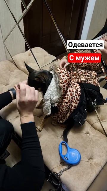 Как ведет себя собака с разными хозяевами 🤪😅#русскийтой #toyterrier #тжмс