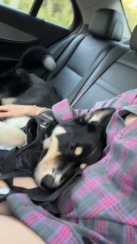 Лёша ищет дом