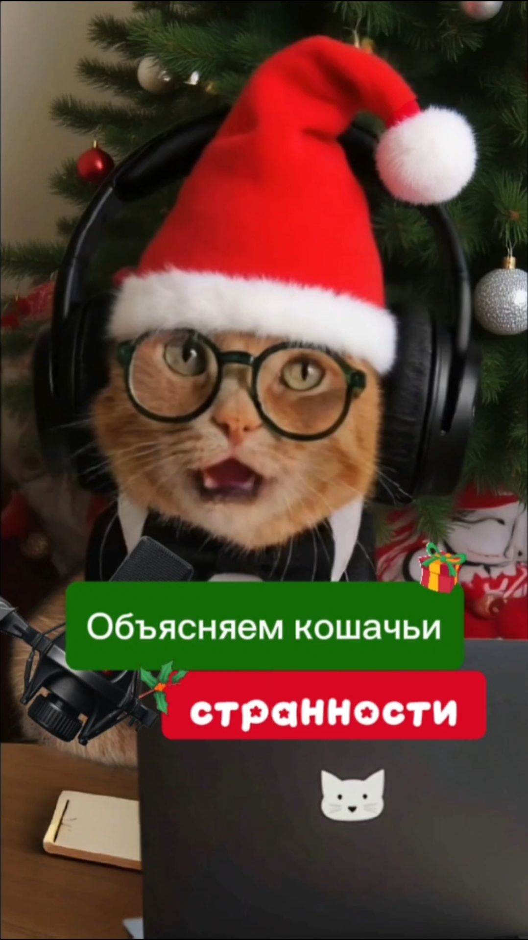 Объясняем кошачьи странности