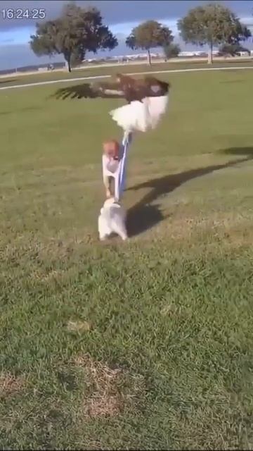 Орел и мальчик. Схватка на лугу. #gamebox #инвестиции #первыеденьги