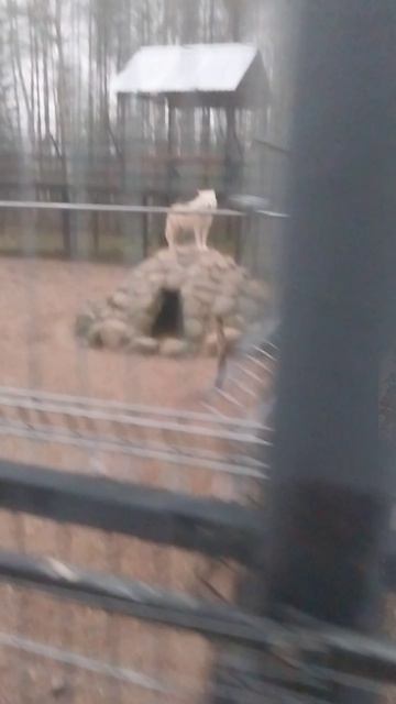 Зоопарк Аленушка (волки)