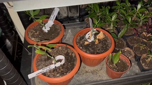 Скоро уже нужно будет рассаживать растишки.