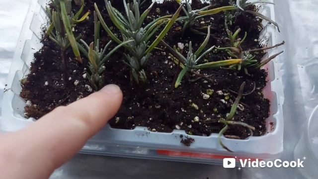 Лаванда🌸Что получилось🤷♀️