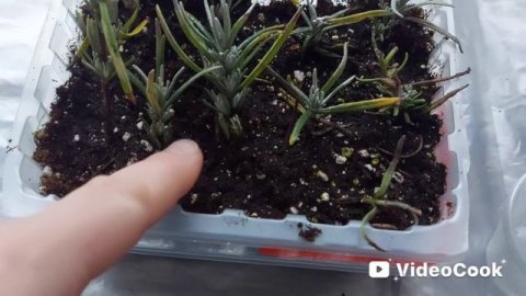 Лаванда🌸Что получилось🤷♀️