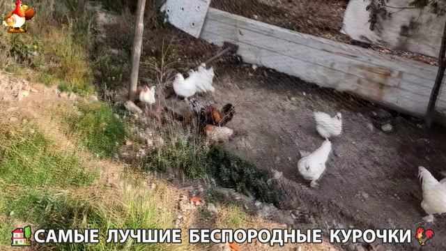 Цыплята и Курочки селяночки лучшие беспородные несушки 🥚 (410)