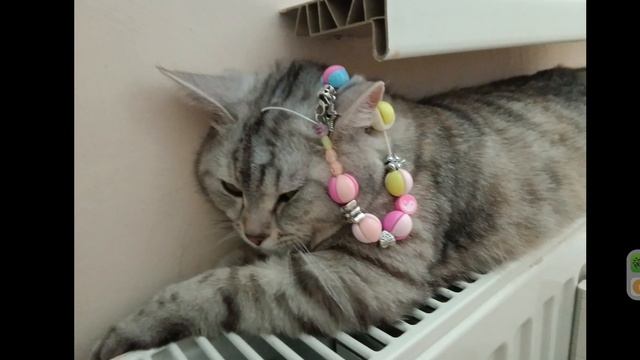 Кошка Принцэса💕💖🌺💝.mp4