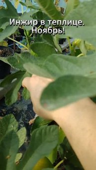 Инжир в теплице. Ноябрь