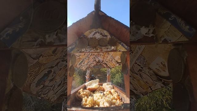 1000003710.mp4Жизнь кормушки.14.12.2025г.