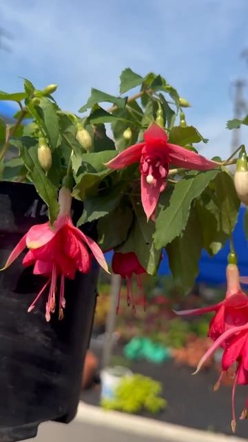 #фуксия #фуксии #цветы #фитостена #дача #дачаогород #растения #сад #садогород #садовыецветы #садовые