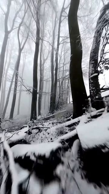 Синематик полет по заснеженному лесу