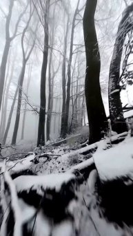 Синематик полет по заснеженному лесу