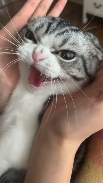 Настоящий тигра 🤣