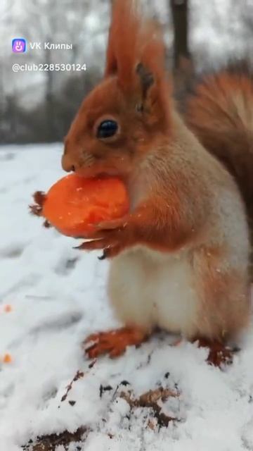 Белка и морковка 🥕