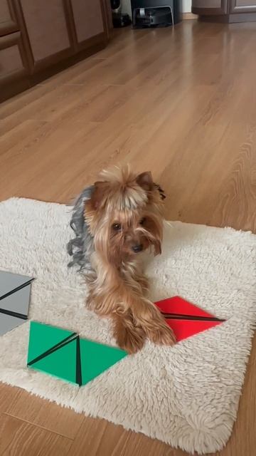 ГЕРДА_умница