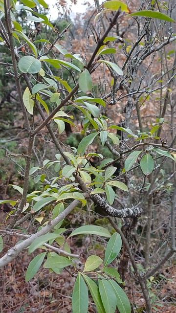 Декабрь Крымская природа