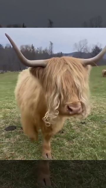 шотландские горные коровы.