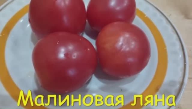 Каталог томатов на 2026 год. Часть 3. СКИДКИ на СЕМЕНА! г. Киров т. 89229284031