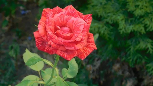 ВИДЕО ПВН ББ (904)