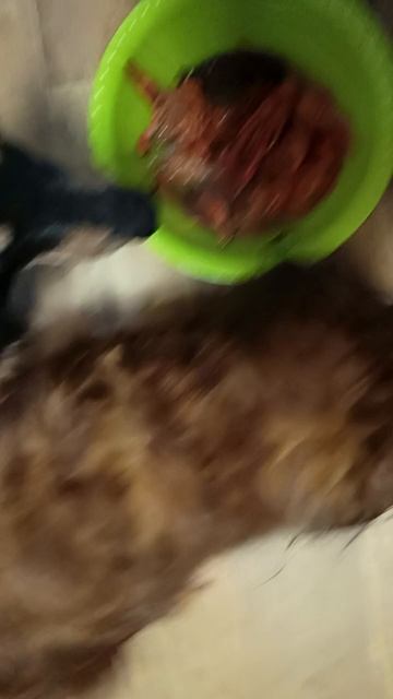 Девочки и остатки лакомства