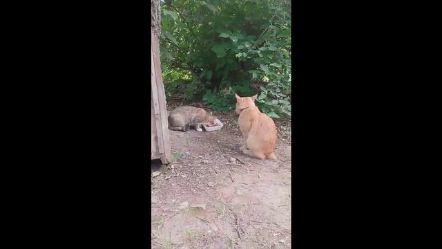 Кот -гуляка. Песня