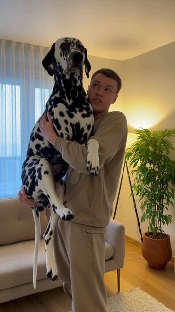 Самый большой долматинец